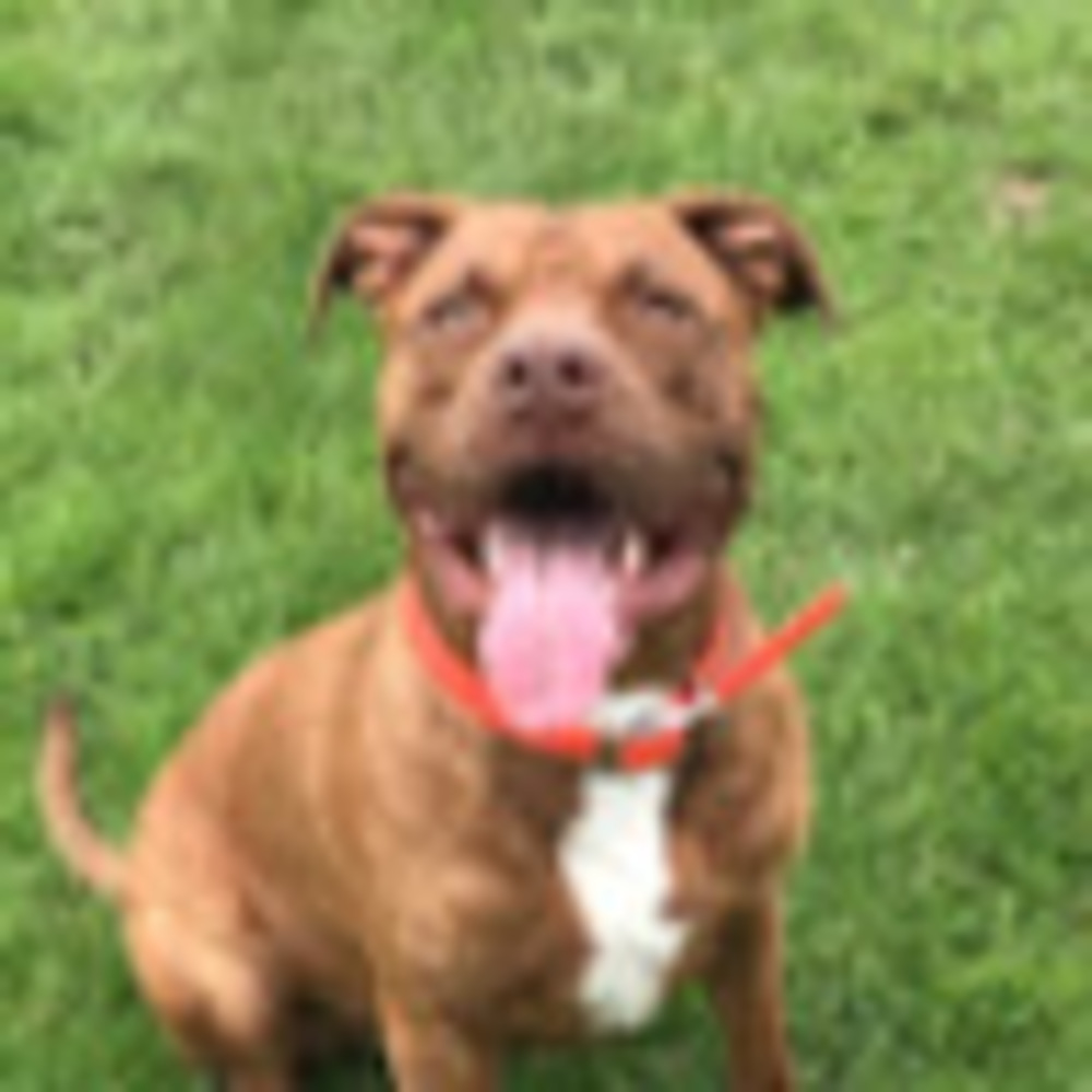 Meet your Posher, Hailey